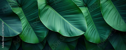 background with stripes leaf, texture, green, nature, pattern, plant, macro, design, color, fabric, wallpaper, leaves, closeup Generative AI    #740756787