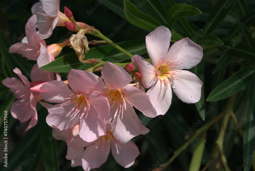 Fototapeta premium Flores en los jardines,en las casas nos regalan sus aromas y colores.