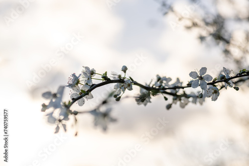 Branches of Cherry blossom with warm sunlight bokeh. Spring concept, background.