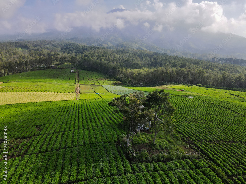 Morning view of a highland area filled with vegetable farming land. Green land in mountainous areas Morning view of a highland area filled with vegetable farming land. Green land in mountainous areas