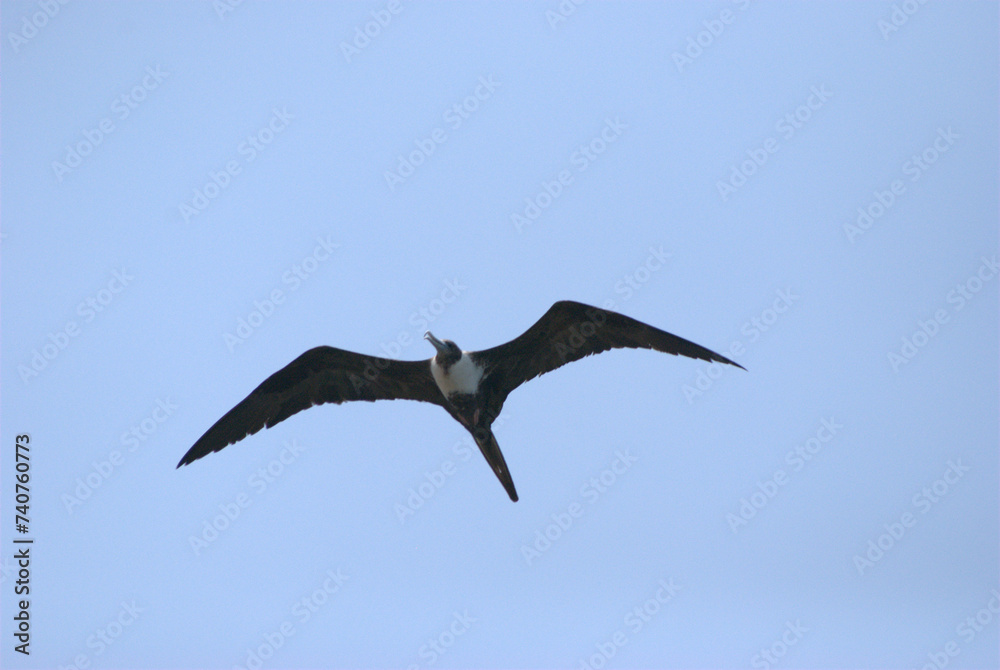 Obraz premium Aves,en todas nuestras ciudades y campos adornan el cielo.