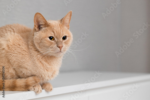 domestic fawn cat sitting on a white chest of drawers
