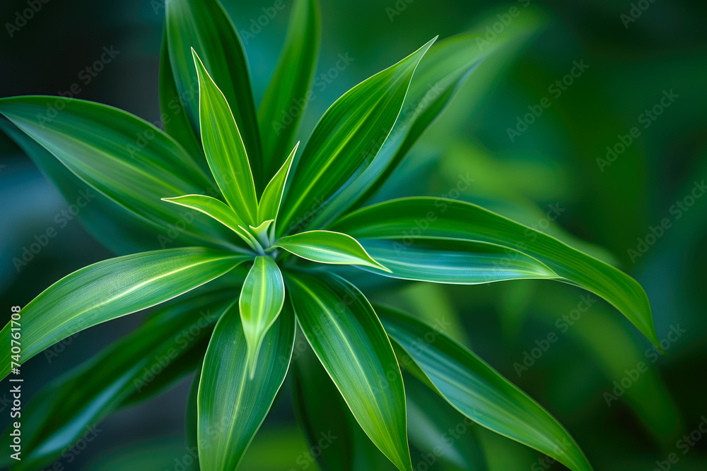 Fototapeta premium Elegant Dracaena Plant in Soft Light