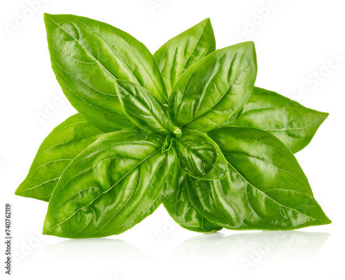 Fresh green basil leaves. Basil organic herb leaf. Isolated on white background © Yasonya