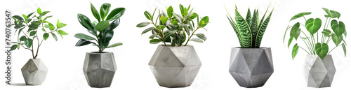 Lush green potted plant. Vibrant green houseplant in a modern concrete pot isolated on transparent background