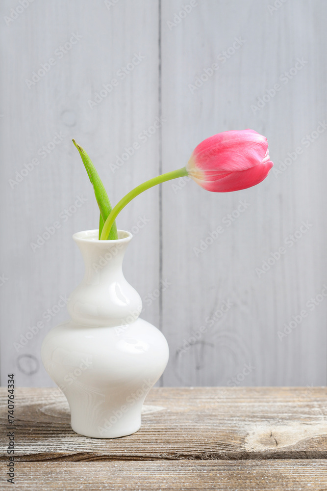 Single pink tulip in a white vase. Single pink tulip in a white vase.