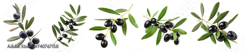 ripe black olives on a branch with leaves. Olives on a twig. collection isolated on transparent background