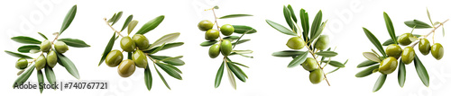ripe green olives on a branch with leaves. Olives on a twig. collection isolated on transparent background