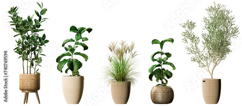 beautiful green plants and palms in pots with transparent backround in a png file #740769594