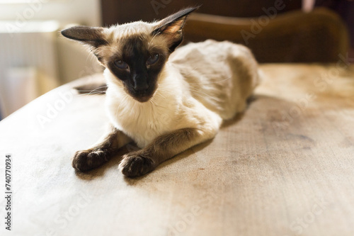 Balinesen Katze liegt auf dem Eßtisch