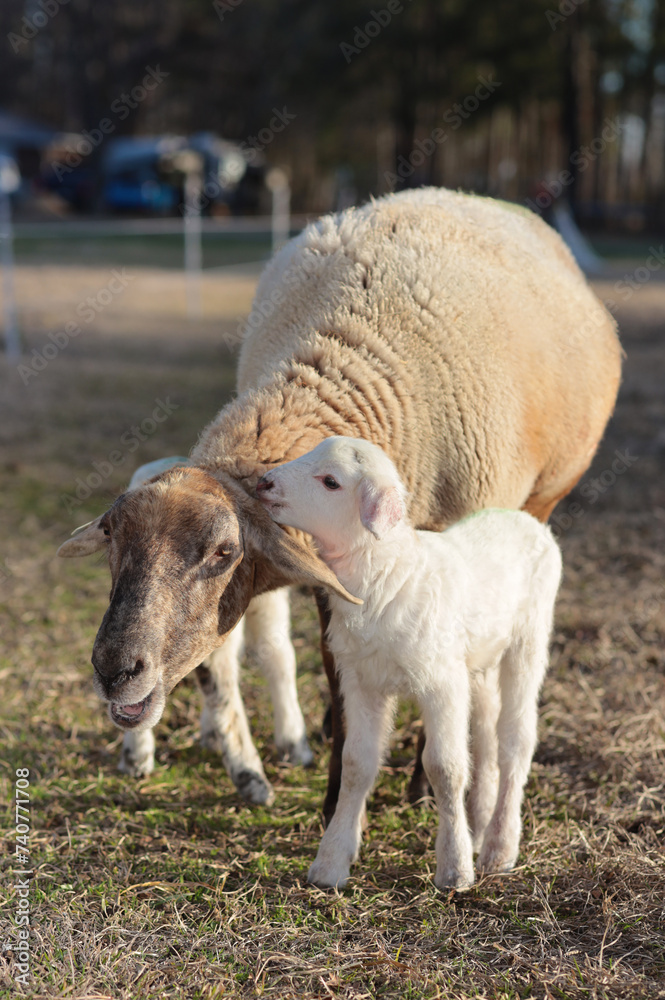 White lamb showing its love to its mother sheep