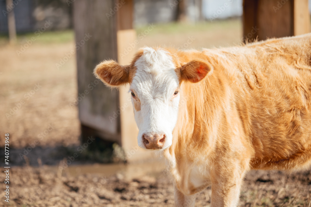 Cattle on a farm in rural Alabama. Cattle on a farm in rural Alabama.