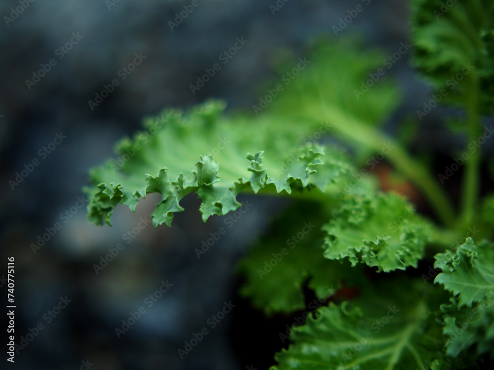 kale vegetable in pot baby and growing up een vegetable healthy care kale vegetable in pot baby and growing up een vegetable healthy care