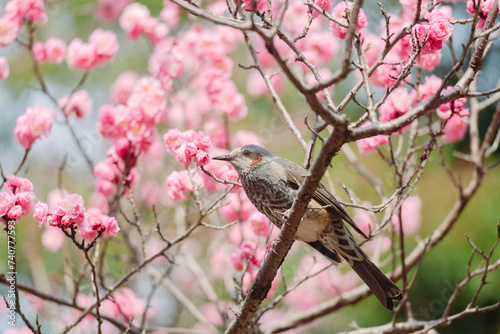 東京に咲く梅と鳥