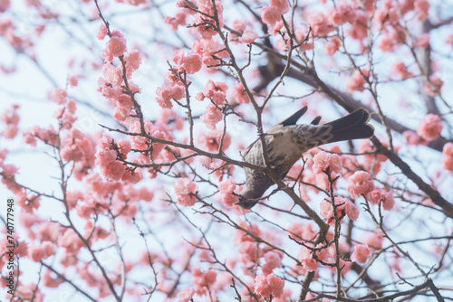 東京に咲く梅と鳥