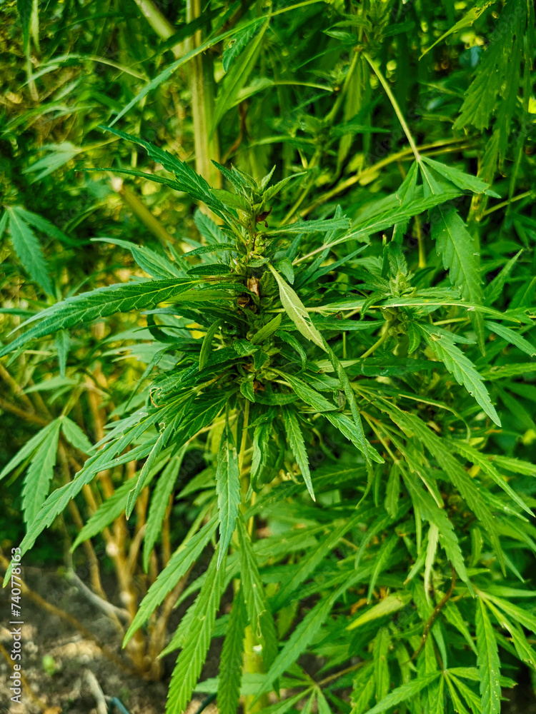 marihuana plant in the nature