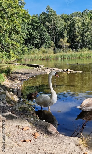 swans cygnus olor at vrbenske ponds south bohemia czech republic photo