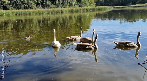 swans cygnus olor at vrbenske ponds south bohemia czech republic photo