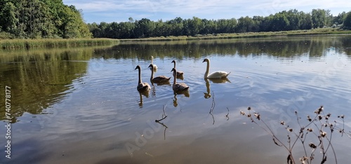 swans cygnus olor at vrbenske ponds south bohemia czech republic