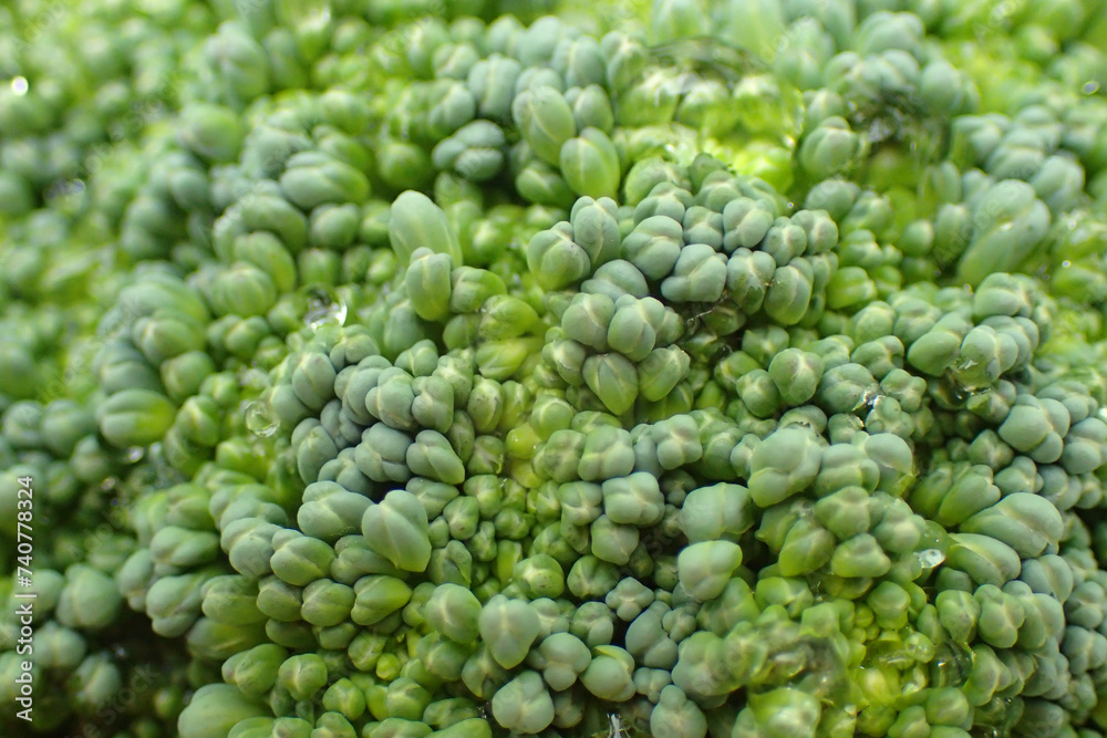 fresh broccoli vegetable fresh broccoli vegetable