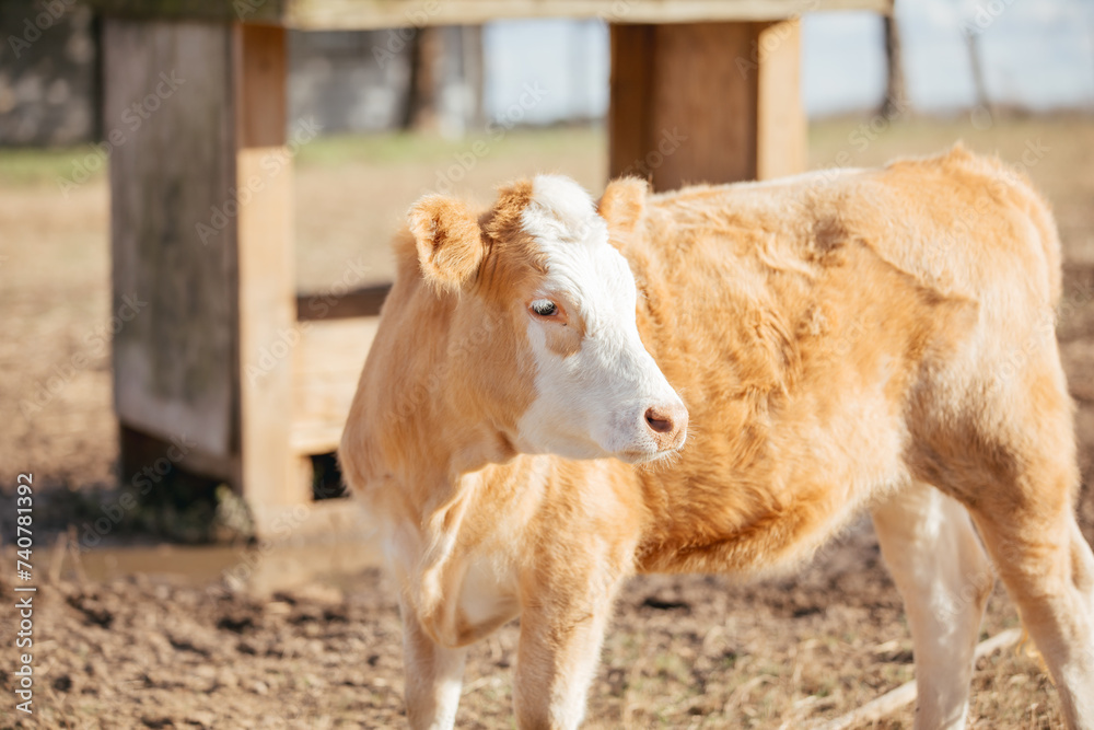 Large Cattle on a Farm in rural Alabama. Large Cattle on a Farm in rural Alabama.