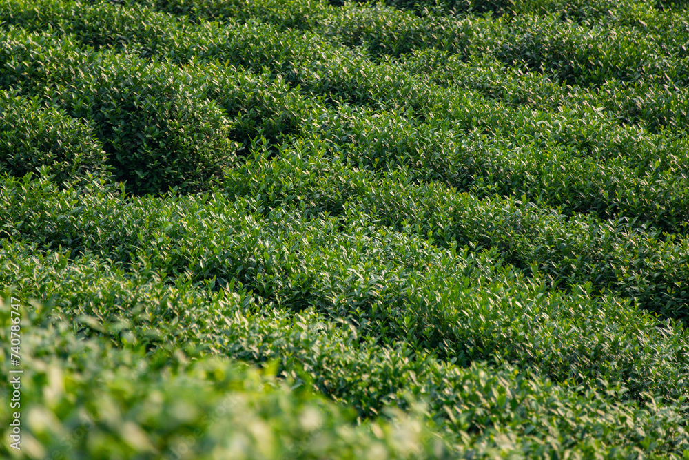 tea leaves in a tea plantation