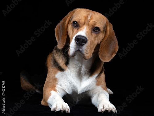 Junger Beagle Rüde vor schwarzem Hintergrund