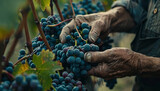 Close up shot of a winemakers hands examining the quality of grapes in a vineyard with a focus on the vibrant colors and textures of the grapes symbolizing the care and expertise in selecting