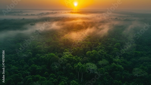 View on sunset over the trees of the rain forest