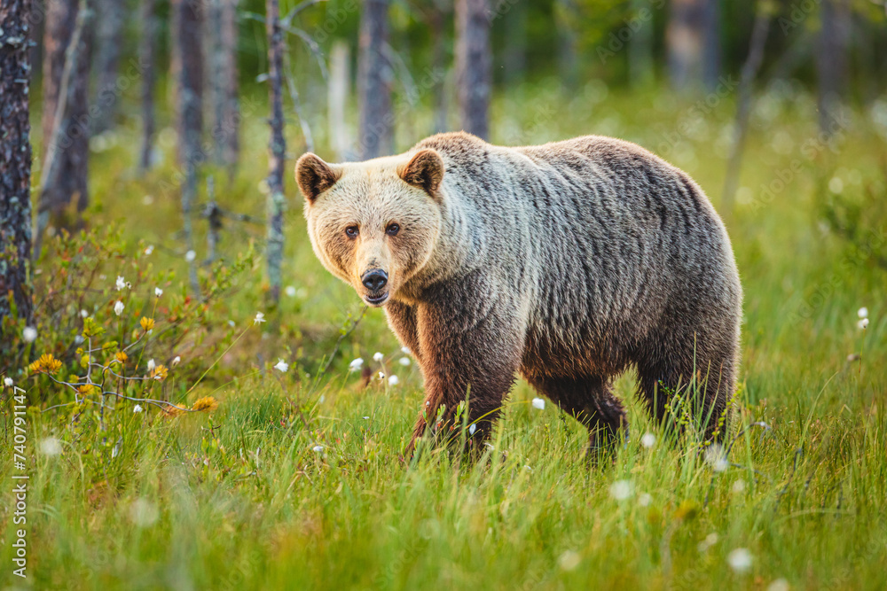 Close up of a European Brown Bear (Ursos arctos arctos) in a boreal forest, Finland Close up of a European Brown Bear (Ursos arctos arctos) in a boreal forest, Finland