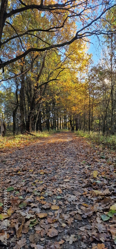 autumn walk in forest české budějovice czech republic