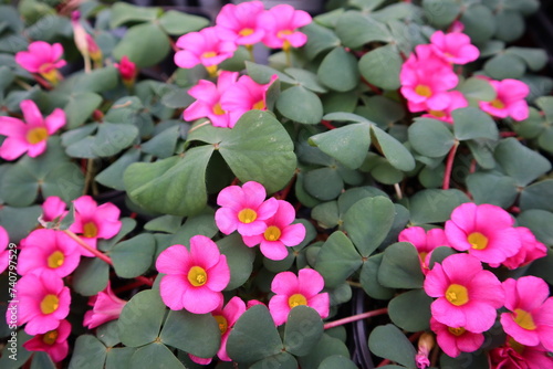 Oxalis triangularis,Purple Shamrock,Lucky Shamroc,flower, photo