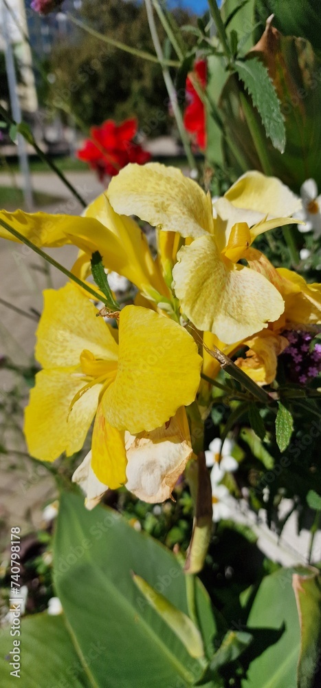 Fototapeta premium spring bloom irises in pot on the street