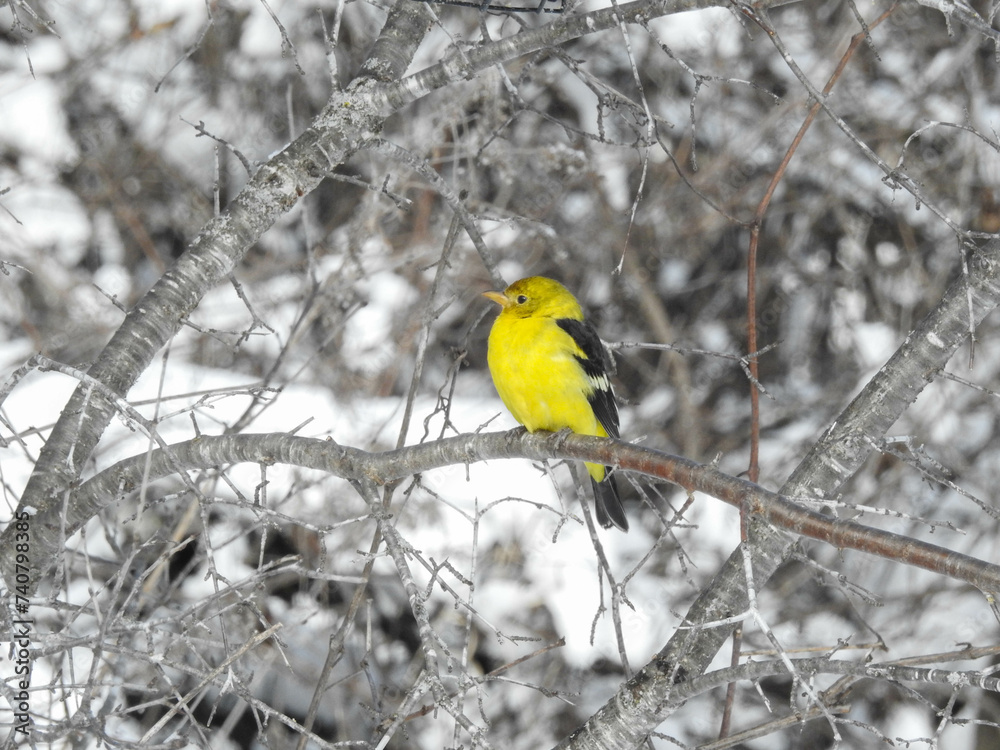 Naklejka premium Western Tanager in non breeding plumage providing a vivid yellow pop of colour to a sunny winter day