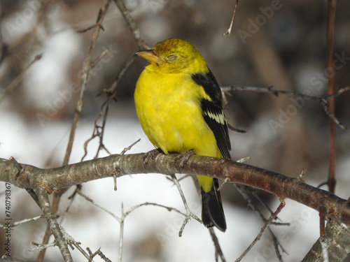 Western Tanager in non breeding plumage providing a vivid yellow pop of colour to a sunny winter day