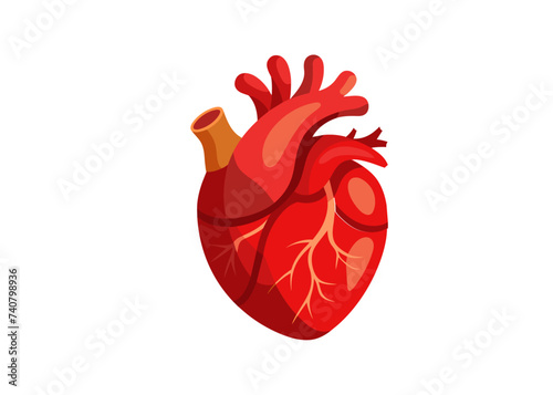 Human heart model isolated vector.