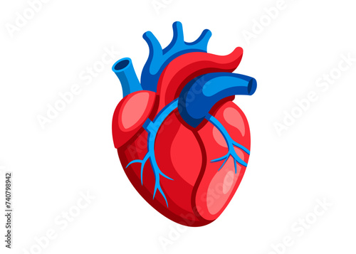 Human heart model isolated vector.
