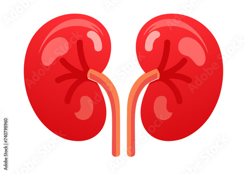 Human kidney isolated vector. 