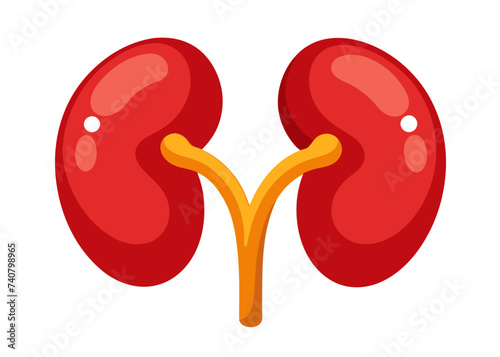 Human kidney isolated vector. 