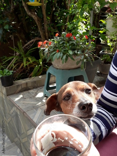 cachorro