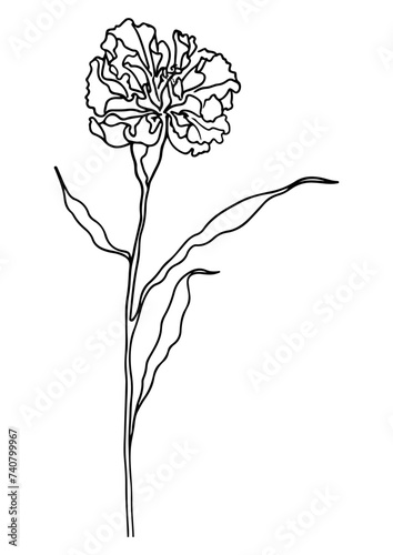 marigold glory flower minimalist line drawings