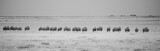 panoramic black and white picture of migration wildebeests in the savnnah of Etosha NP