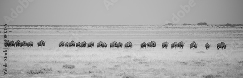 panoramic black and white picture of migration wildebeests in the savnnah of Etosha NP
