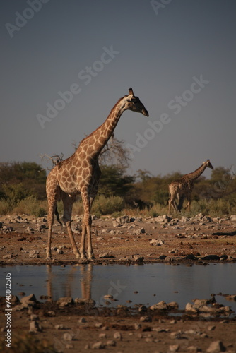 a group of giraffes at a waterhole in Etosha NP