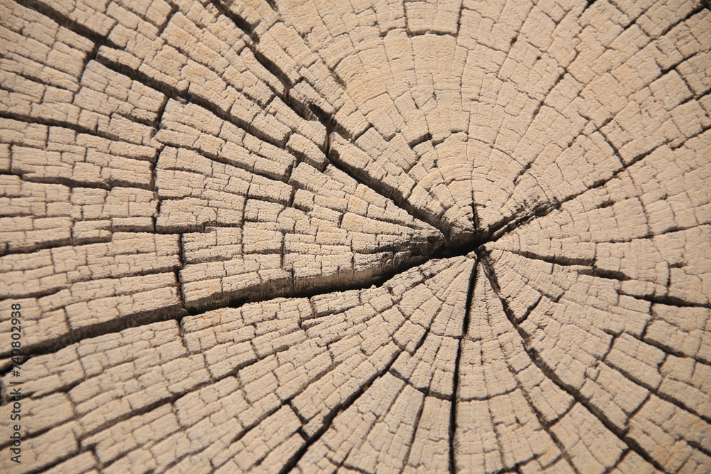Obraz premium close-up picture of a cross section of a wooden trunk with many cracks