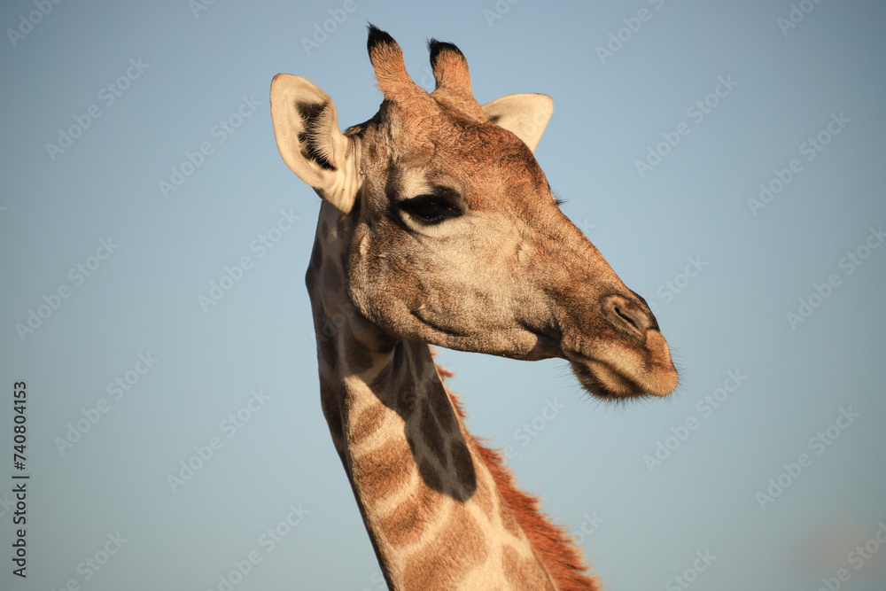 portrait picutre of a giraffe in Namibia