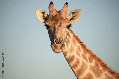 portrait picutre of a giraffe in Namibia