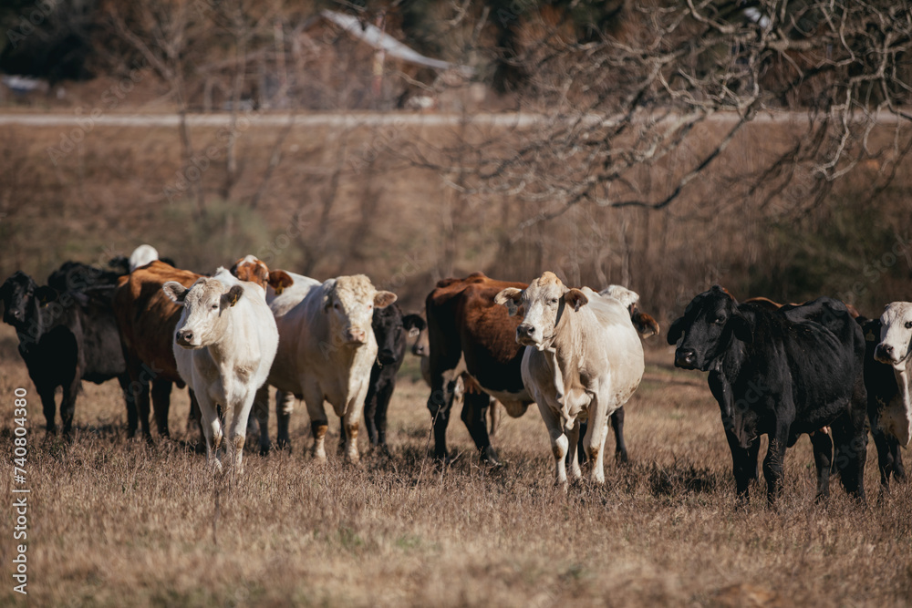 Cattle in a large field in Alabama.