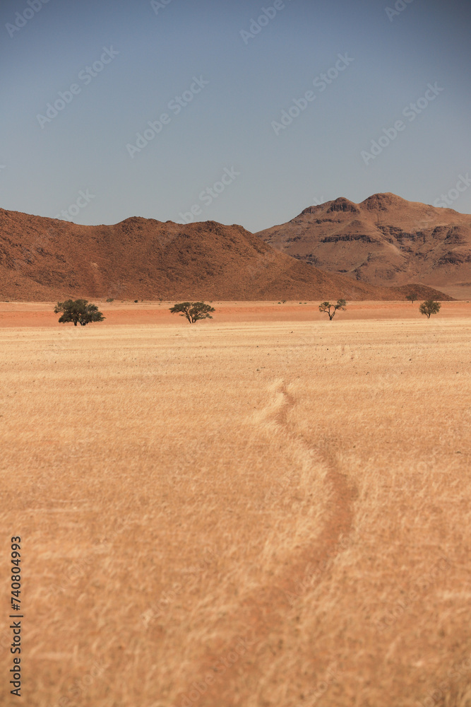 Obraz premium animal path in the golden grass plains of Sossusvlei