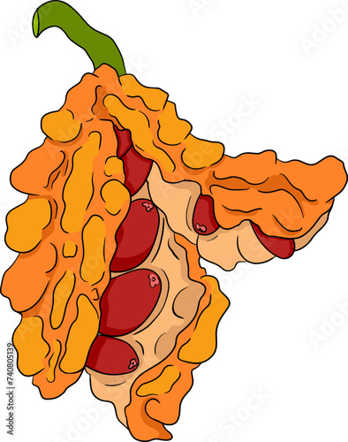Momordica charantia , hand drawn vector colored illustration. Alsam pear, Bitter gourd, bitter melon, Balsam apple on white background.